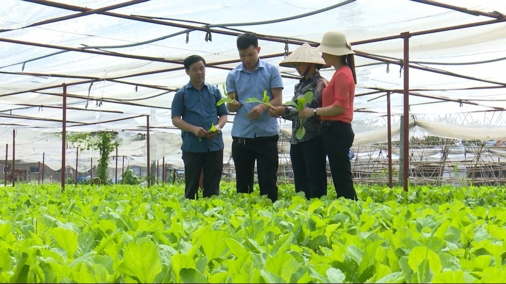 Thái Nguyên phủ xanh bằng nông nghiệp an toàn