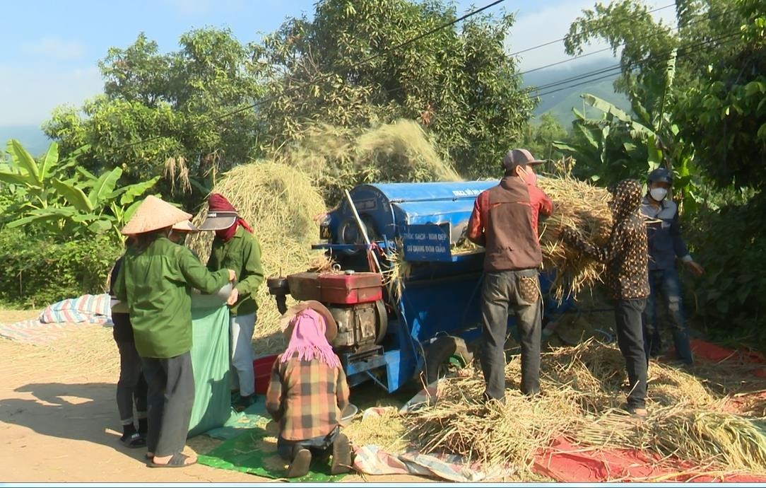 "Xanh nhà hơn già đồng": Sông Mã rộn ràng thu hoạch lúa