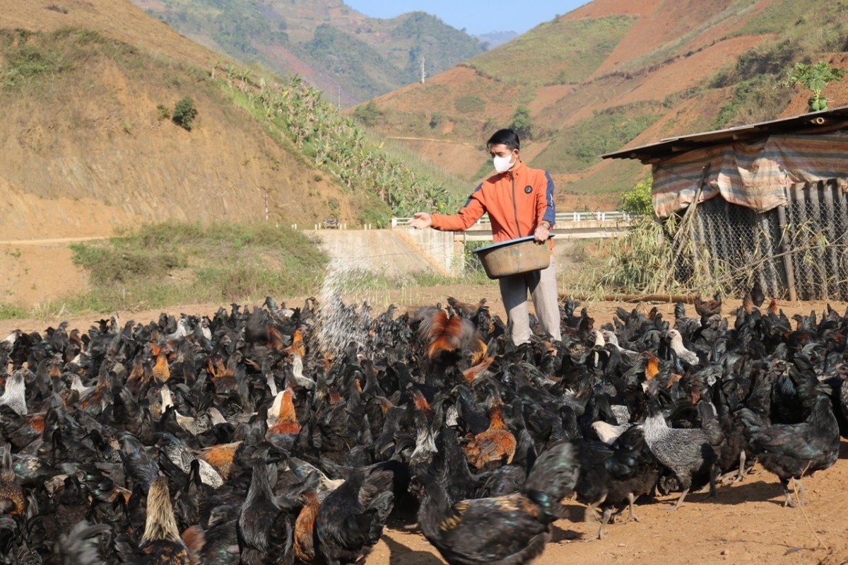 Chăn nuôi Mộc Châu: Vững vàng trước "bão" dịch bệnh