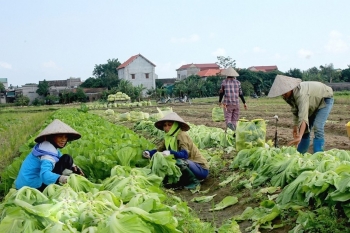 Yên Mô (Ninh Bình): Vụ Đông "bẻ lái" trồng cây ưa lạnh và đẩy mạnh liên kết sản xuất