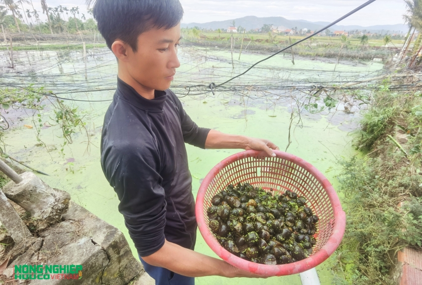 Anh Vũ Hồng Thái là người tiên phong nuôi ốc nhồi tại thị xã Quảng Yên.