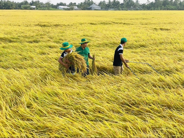 Đề án 1 triệu ha lúa chất lượng cao: Những tín hiệu tích cực