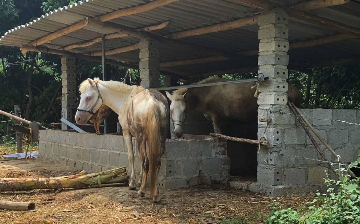 "Bạch mã" trong cuộc chiến xóa đói giảm nghèo ở Na Rì