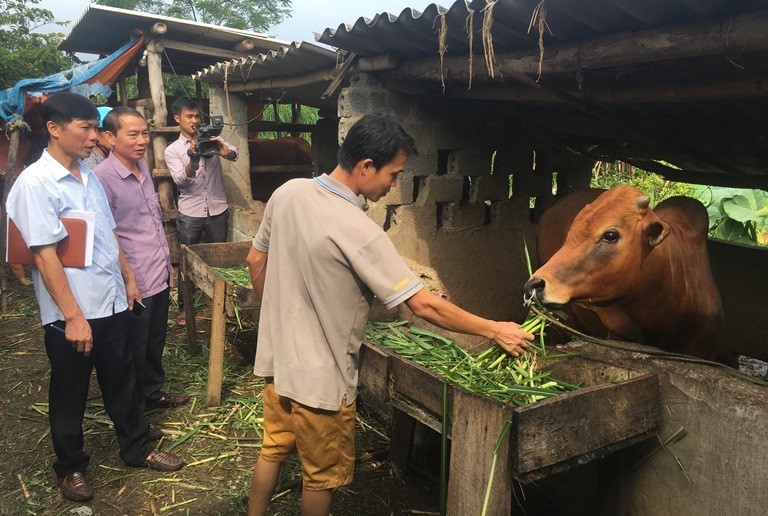 Hòa Bình chủ động phòng, chống dịch bệnh cho đàn vật nuôi mùa đông