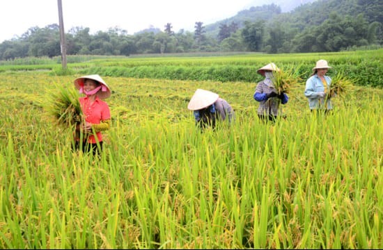 Thanh Hóa: Chính sách "tiếp sức" cho ngành trồng trọt