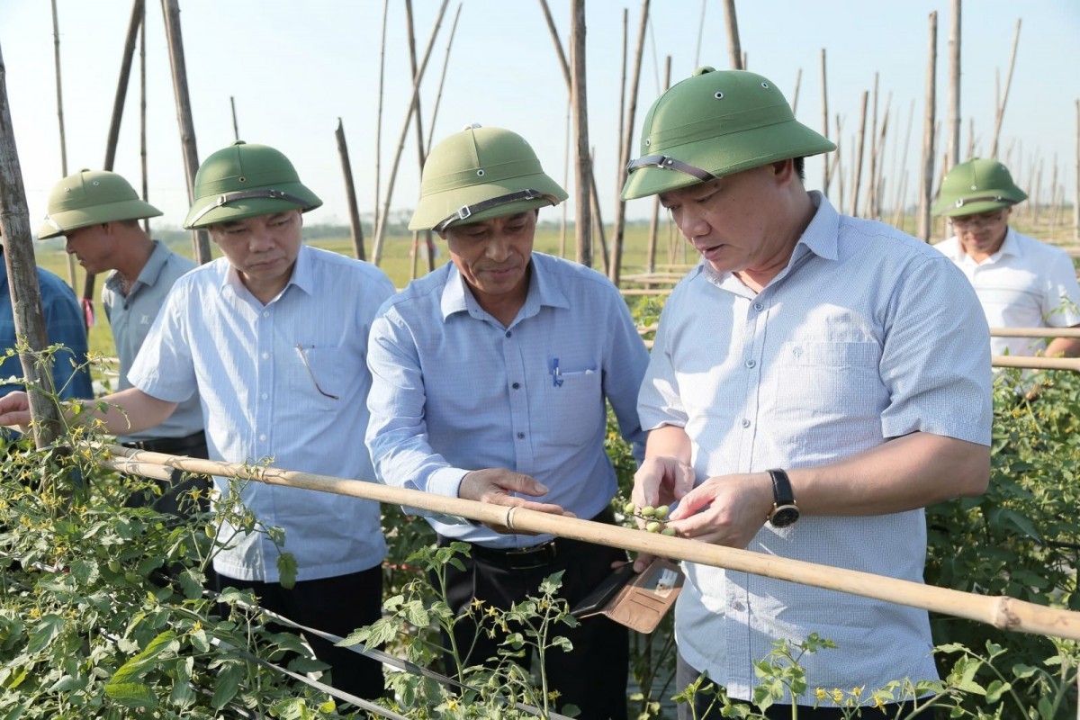 Thái Bình: Tăng cường kiểm tra, chỉ đạo công tác sản xuất vụ đông năm 2024 – 2025