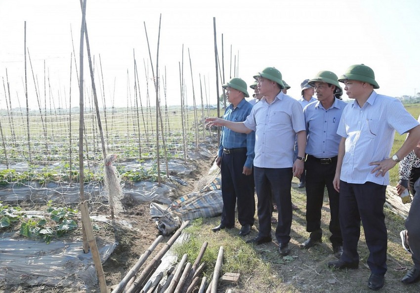 Đoàn kiểm tra thăm vùng sản xuất rau theo tiêu chuẩn VietGAP và một số mô hình đưa giống cây trồng mới vào sản xuất của HTX Nông nghiệp xanh Trung An, xã Trung An (Vũ Thư).