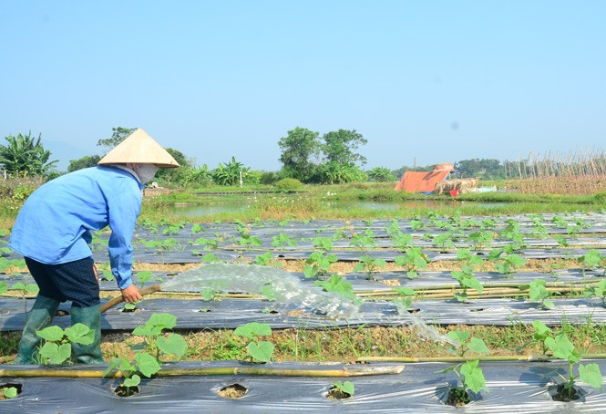 Hà Nội: Vụ đông bội thu, rau xanh dồi dào dịp cuối năm