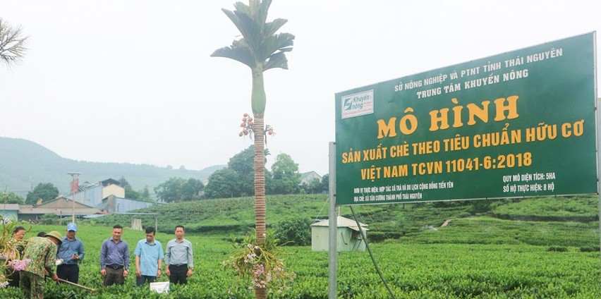 Để ngành chè Việt Nam thực sự bứt phá về chất lượng và sản lượng, từng bước giữ vị thế vững chắc trên thị trường quốc tế, cần đẩy mạnh sản xuất chè an toàn hướng theo hữu cơ, chất lượng cao.