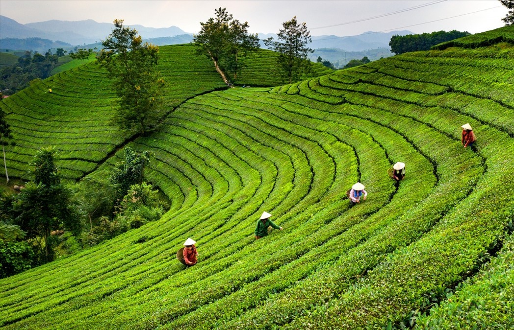 Chuyển đổi sản xuất hữu cơ, chất lượng cao để ngành chè Việt Nam phát triển bền vững