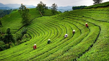 Chuyển đổi sản xuất hữu cơ, chất lượng cao để ngành chè Việt Nam phát triển bền vững