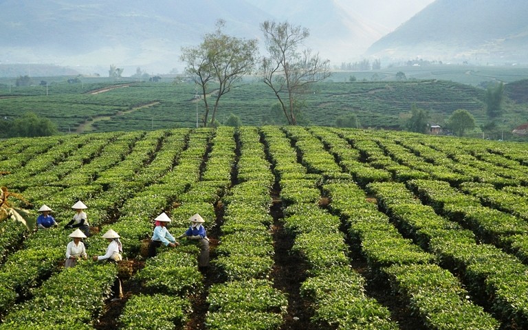 ông Hà Trọng Hải, Phó Chủ tịch UBND tỉnh Lai Châu cho biết, thời gian tới Lai Châu tập trung phát triển bền vững cây chè theo hướng hàng hóa, gắn sản xuất với chế biến, ứng dụng tiến bộ khoa học kỹ thuật vào sản xuất, bảo vệ môi trường sinh thái.