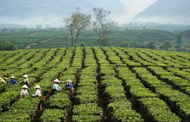 Lai Châu: Sản xuất hữu cơ phát triển bền vững cây chè