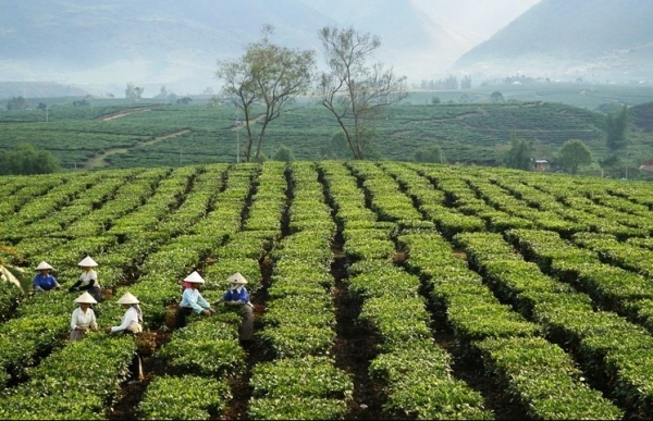 Lai Châu: Sản xuất hữu cơ phát triển bền vững cây chè