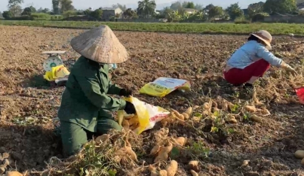 Khoai lang Thanh An - Hướng đi mới cho nông sản Điện Biên