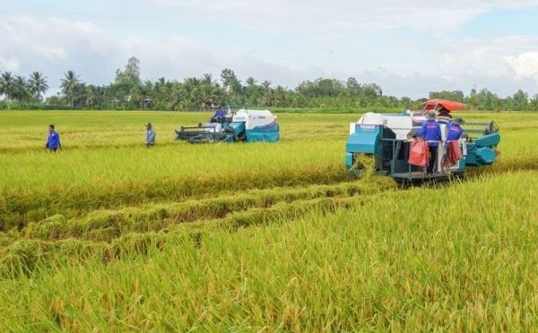 Đồng Tháp đẩy mạnh tín dụng cho lúa gạo chất lượng cao