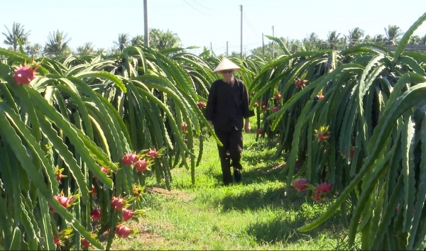 Du lịch canh nông nở rộ ở Bình Thuận