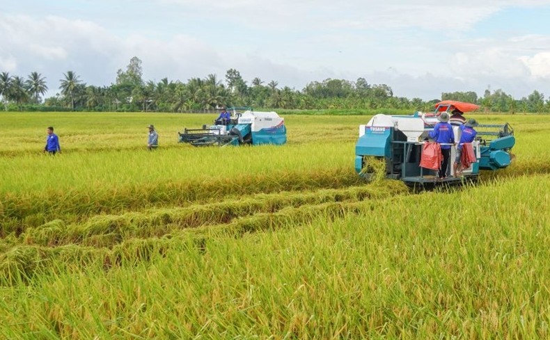 Ngân hàng "rót vốn" cho 1 triệu ha lúa