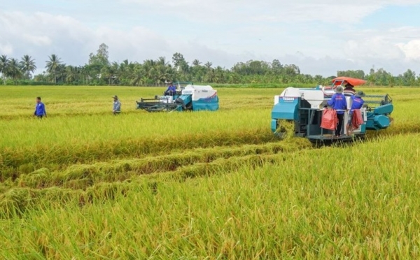 Ngân hàng "rót vốn" cho 1 triệu ha lúa