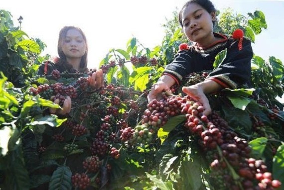 Đắk Lắk: Tăng cường kiểm tra, giám sát các hoạt động thu mua, tiêu thụ cà phê