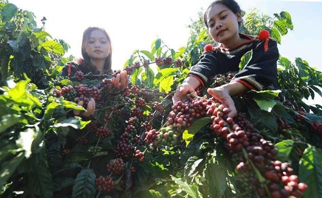 Đắk Lắk: Tăng cường kiểm tra, giám sát các hoạt động thu mua, tiêu thụ cà phê