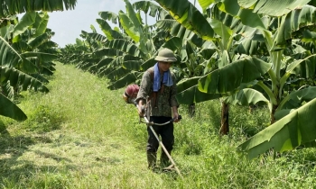 Mô hình "Thâm canh chuối tiêu" mở ra hướng đi mới cho nông dân Đồng Hỷ