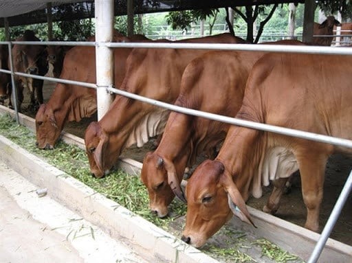 Giảm phát thải trong chăn nuôi bò thịt: Thách thức và giải pháp cho Việt Nam