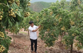 Sơn La: Hợp tác xã tiên phong ứng dụng công nghệ cao vào sản xuất nhãn