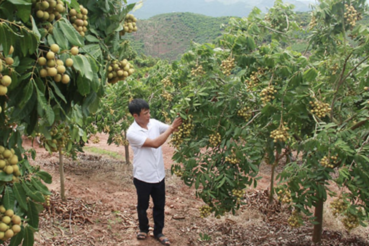 Sơn La: Hợp tác xã tiên phong ứng dụng công nghệ cao vào sản xuất nhãn