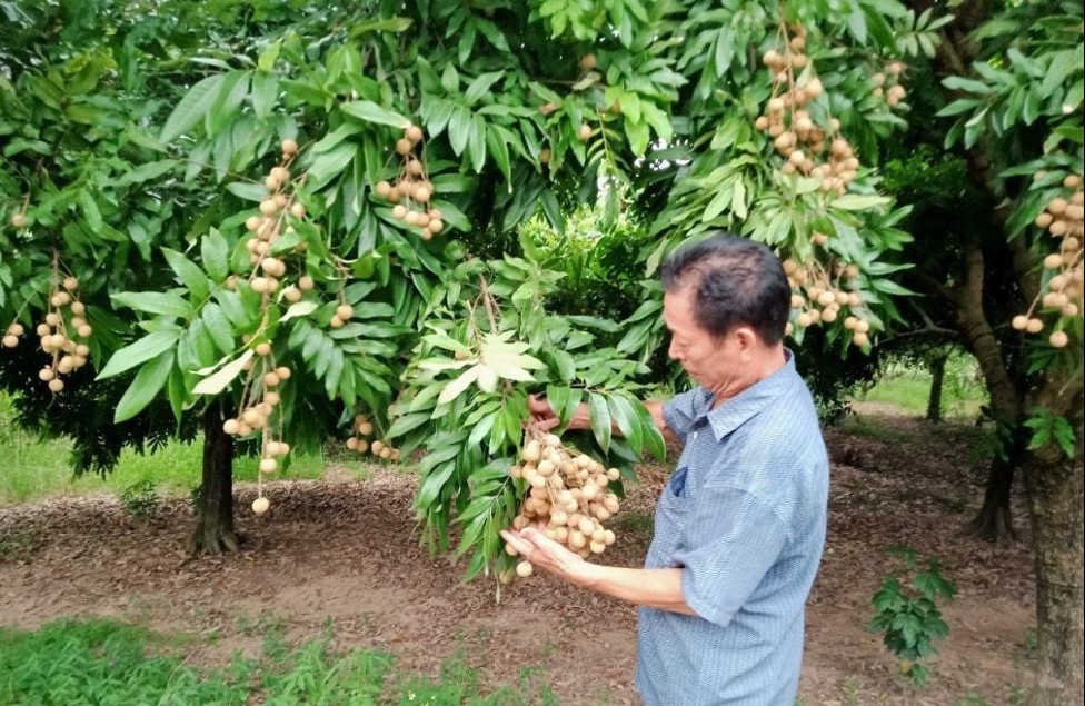 Quốc Oai: Chuyển đổi cơ cấu nông nghiệp, nâng cao thu nhập cho người dân