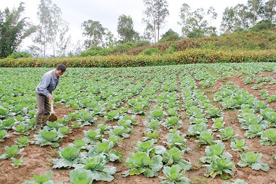 Sơn La: Nông nghiệp tuần hoàn - hướng đi bền vững cho tương lai