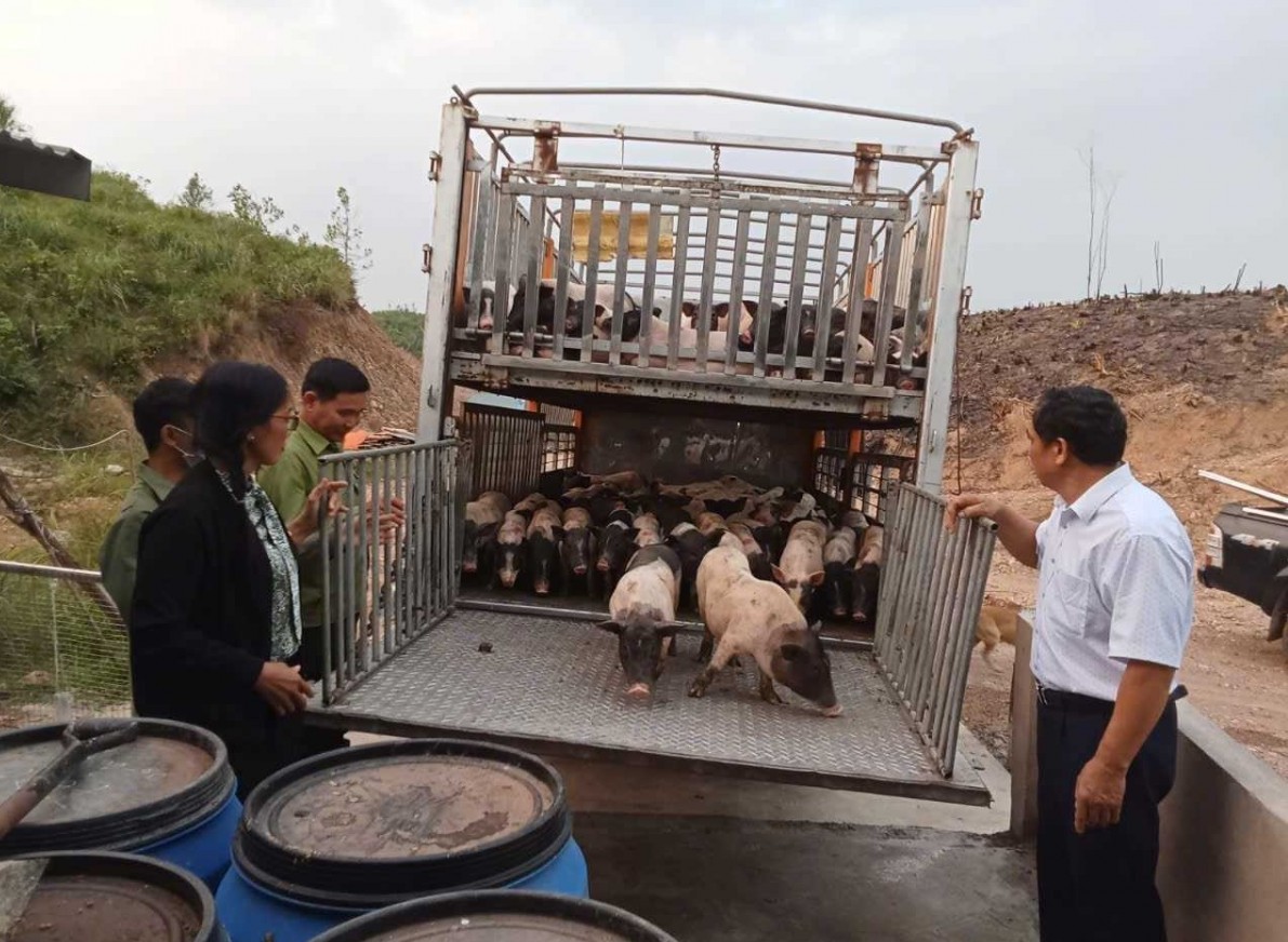 Quảng Ninh: Nhân rộng mô hình chăn nuôi lợn bản địa (lợn Hương)