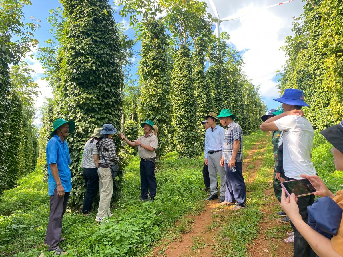 Giải pháp canh tác hồ tiêu bền vững giảm phát thải khí nhà kính