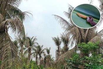 Bến Tre: Nhân nuôi ong ký sinh kiểm soát sâu đầu đen hại dừa