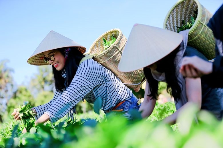 Tính đến cuối năm 2023, cả nước hiện có 74.540 ha sản xuất nông nghiệp hữu cơ, chiếm 0,5% tổng diện tích sản xuất nông nghiệp của Việt Nam - Ảnh minh họa.