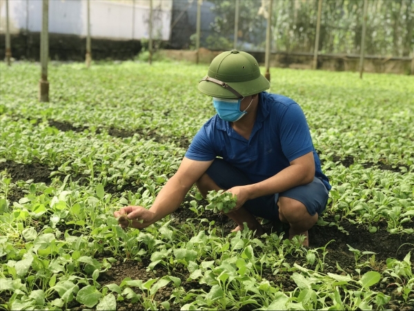 Vùng bãi Đông Anh: "Khoác áo mới" cho nông nghiệp