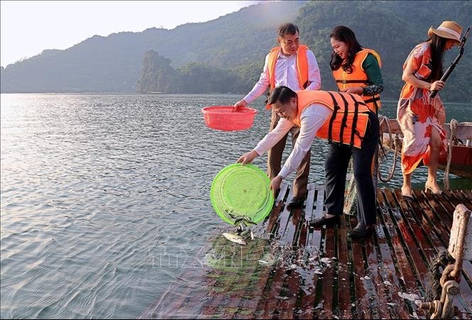 Hòa Bình thả 1,5 tấn cá giống tái tạo nguồn lợi thủy sản vùng hồ