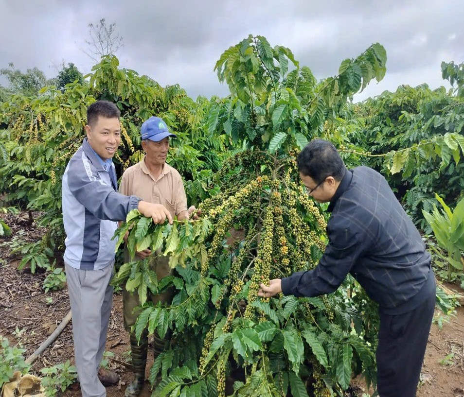 Xã Xuân Phú, huyện Ea Kar: Chú trọng phát triển nông nghiệp hữu cơ