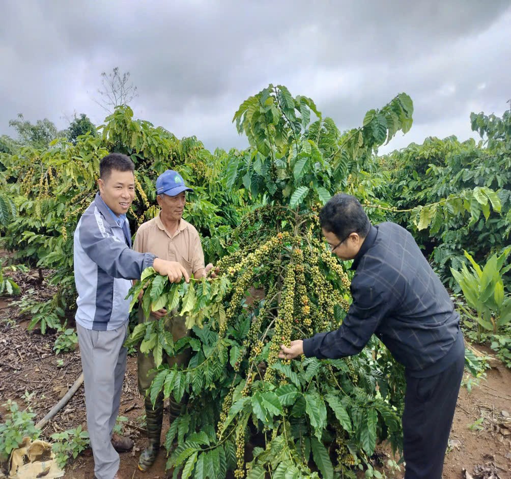 Xã Xuân Phú, huyện Ea Kar: Chú trọng phát triển nông nghiệp hữu cơ