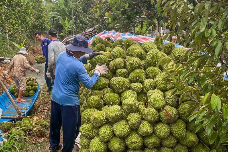 Tiền Giang: Bứt phá xuất khẩu rau quả, sầu riêng dẫn đầu