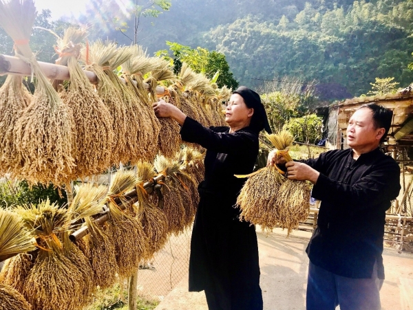 Cao Bằng: Nâng tầm thương hiệu “Nếp hương Bảo Lạc”