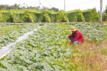 Quảng Nam: Nông nghiệp xanh - Hướng đi bền vững cho tương lai