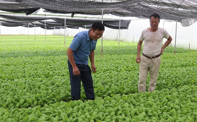 Mù Cang Chải: Nông nghiệp bứt phá nhờ ứng dụng khoa học kỹ thuật