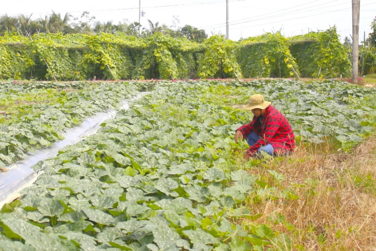 Quảng Nam: Nông nghiệp xanh - Hướng đi bền vững cho tương lai