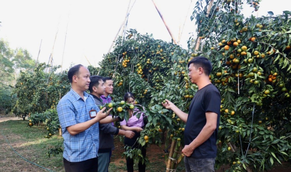 Cam đường Canh - Cây "triệu phú" mới trên đất Chi Lăng