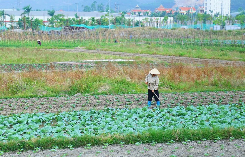 Người dân TX Quảng Yên chăm sóc diện tích rau màu vụ đông.