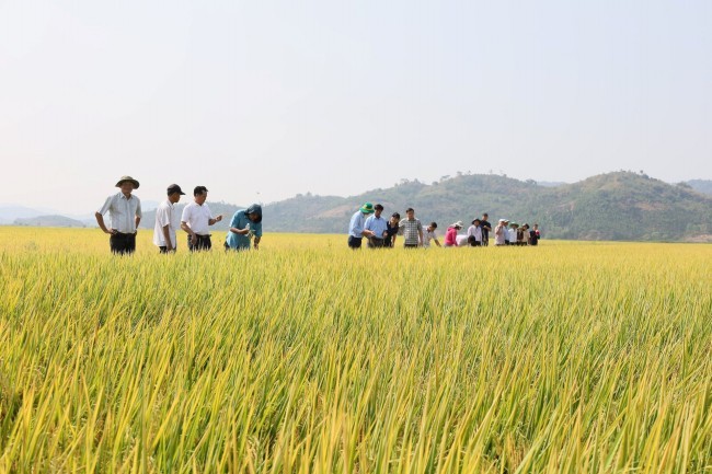 Canh tác lúa gạo ở châu Á chuyển mình xanh hơn nhờ làn sóng đổi mới