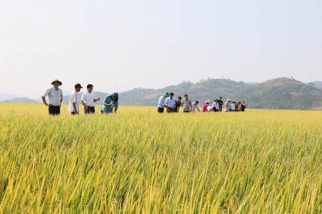 Canh tác lúa gạo ở châu Á chuyển mình xanh hơn nhờ làn sóng đổi mới