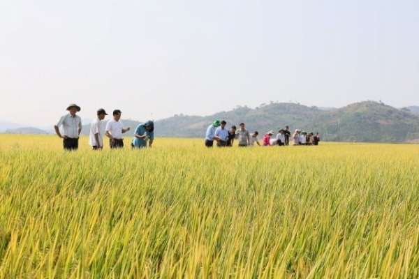 Canh tác lúa gạo ở châu Á chuyển mình xanh hơn nhờ làn sóng đổi mới