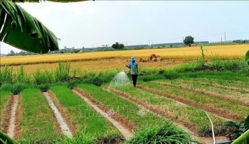 Ngành nông nghiệp Long Phú vững vàng vượt khó, gặt hái thành công trong năm 2024